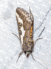 Euscirrhopterus gloveri