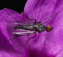 Empidoidea