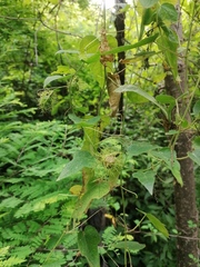 Passiflora foetida