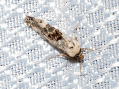 Ponometia phecolisca