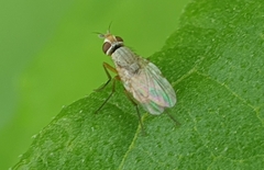Trixoscelis