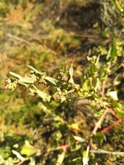 Atriplex sibirica
