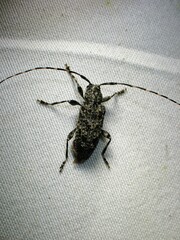 Astyleiopus variegatus