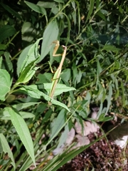 Tenodera angustipennis