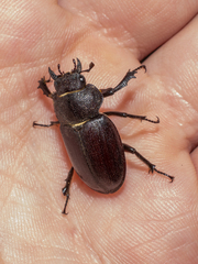 Lucanus mazama