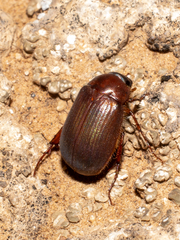 Scarabaeidae