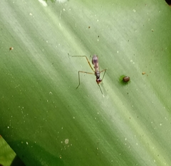 Rainieria