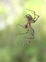 Pityohyphantes