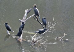 Phalacrocorax sulcirostris