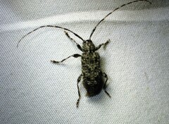 Astyleiopus variegatus