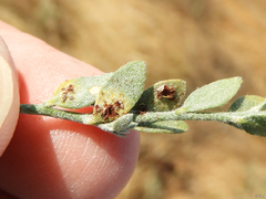 Puccinia cressae