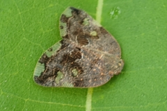 Ricania speculum