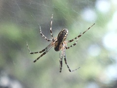 Pityohyphantes