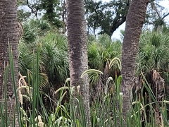 Setaria magna