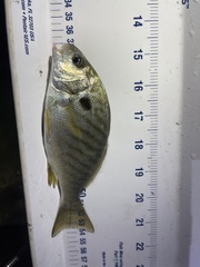 Leiostomus xanthurus