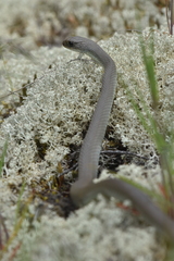Coluber constrictor mormon