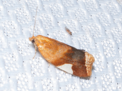 Clepsis persicana