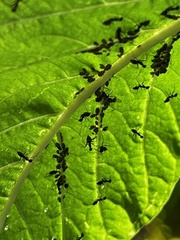 Paratrechina longicornis