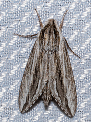 Sphinx dollii