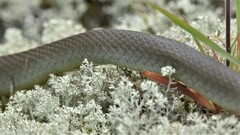 Coluber constrictor mormon