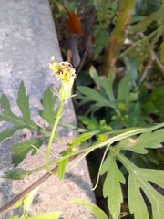 Crepis tectorum