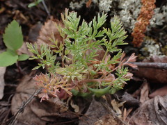 Lomatium