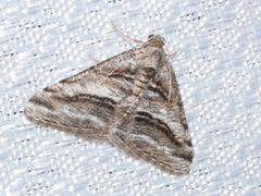 Digrammia
