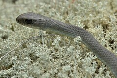 Coluber constrictor mormon