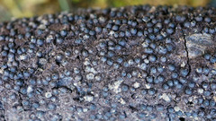 Rosellinia corticium