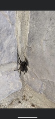Tigrosa georgicola