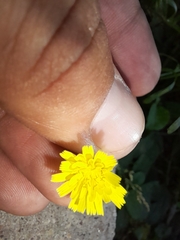 Crepis tectorum