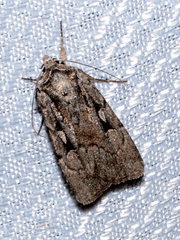 Euxoa tessellata