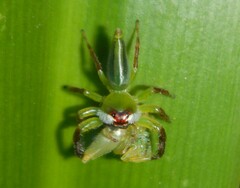 Mopsus mormon