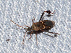 Leptoglossus clypealis