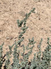 Halogeton glomeratus
