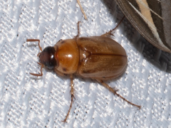 Cyclocephala