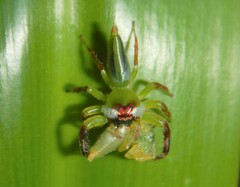 Mopsus mormon