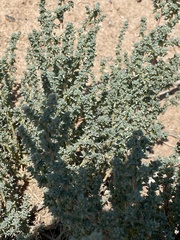 Halogeton glomeratus