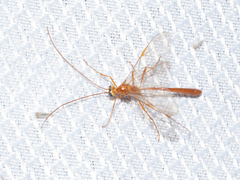 Enicospilus