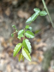Ventilago elegans