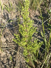 Artemisia campestris caudata