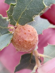 Burnettweldia washingtonensis