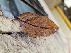 Kallima horsfieldii