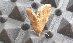Elophila turbata