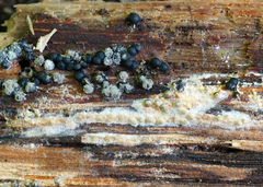 Rosellinia subiculata