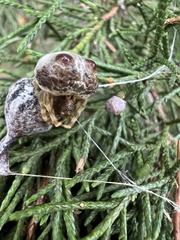 Mastophora hutchinsoni