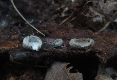 Hypomyces stephanomatis