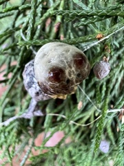 Mastophora hutchinsoni