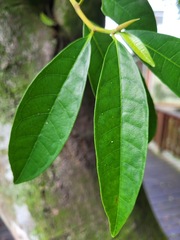 Ficus nervosa