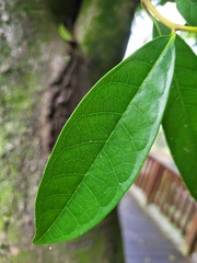 Ficus nervosa